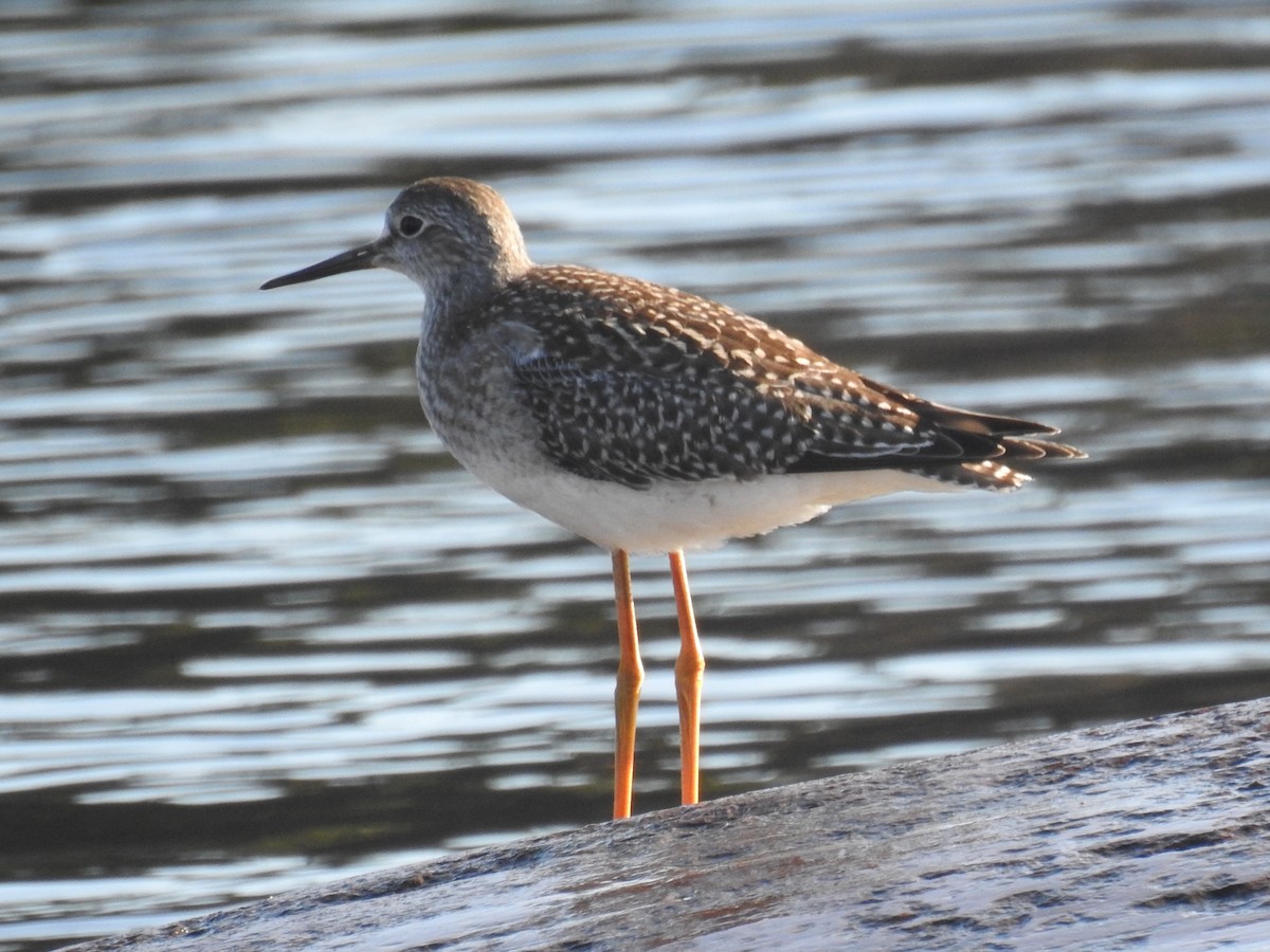 Lesser Yellowlegs - ML478514281