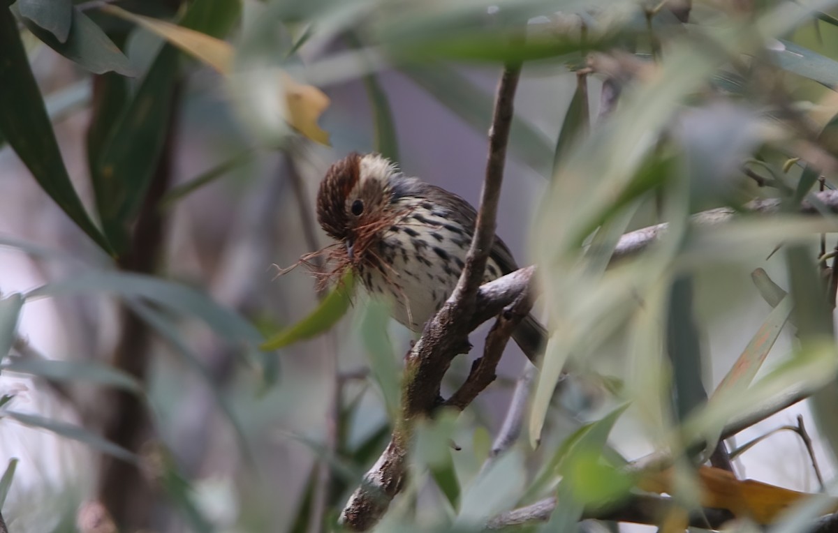 Speckled Warbler - ML478515021