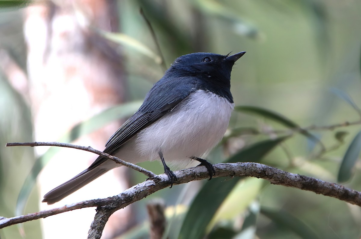 Leaden Flycatcher - ML478516981