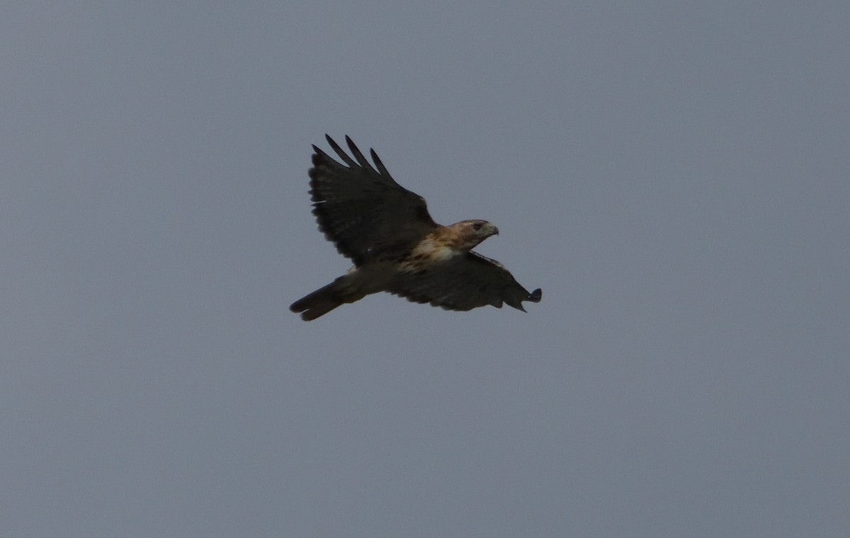 Red-tailed Hawk (borealis) - ML478517141