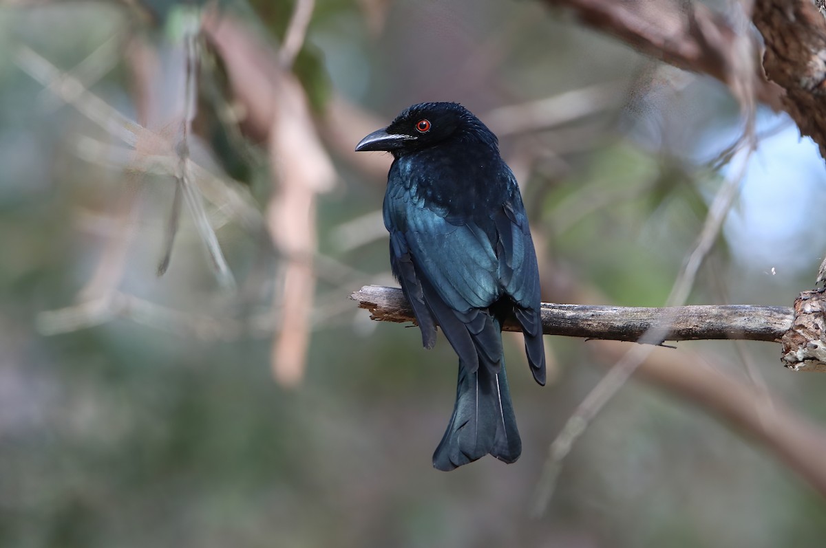 Spangled Drongo - ML478517371