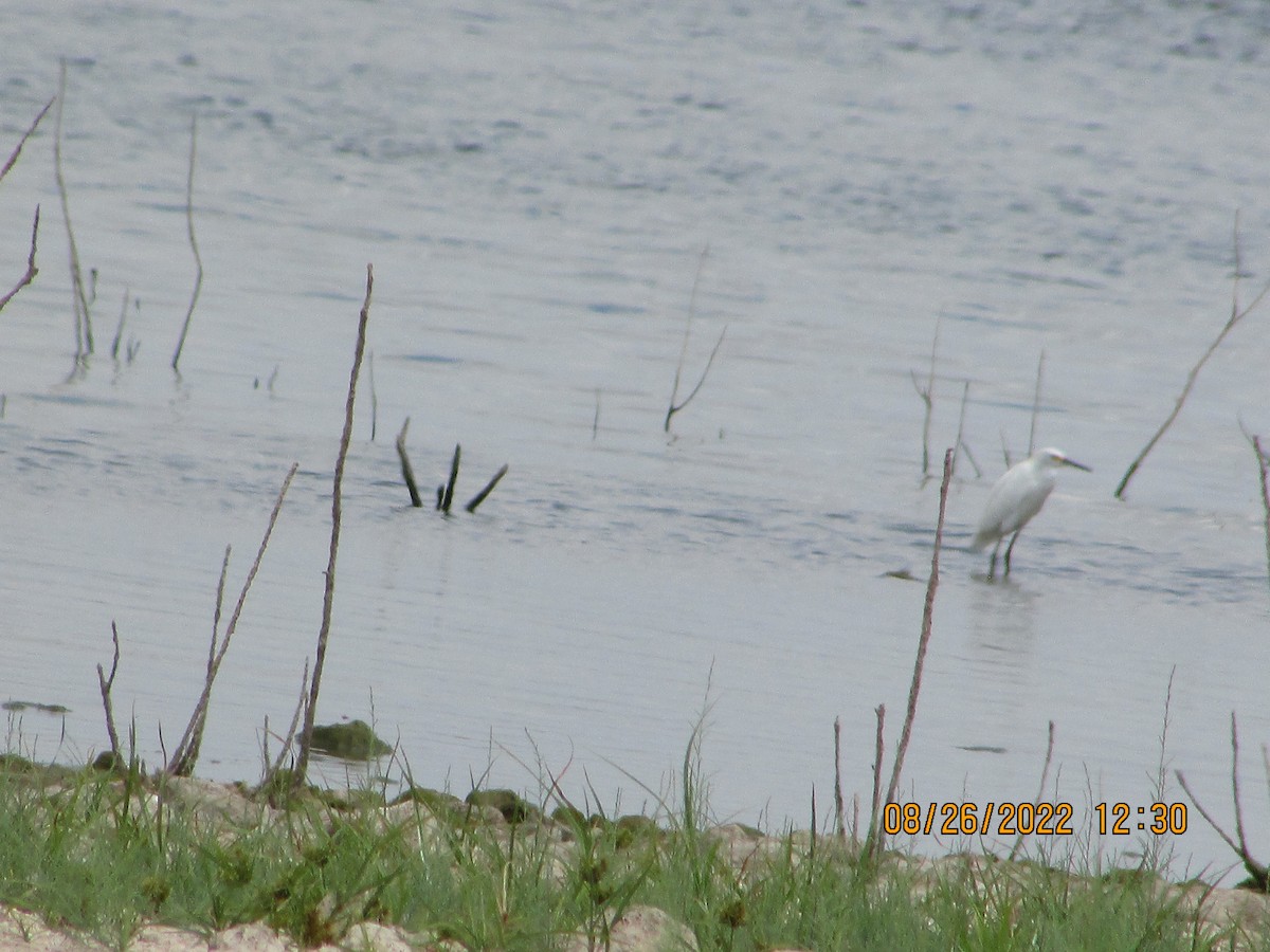 Snowy Egret - ML478517381