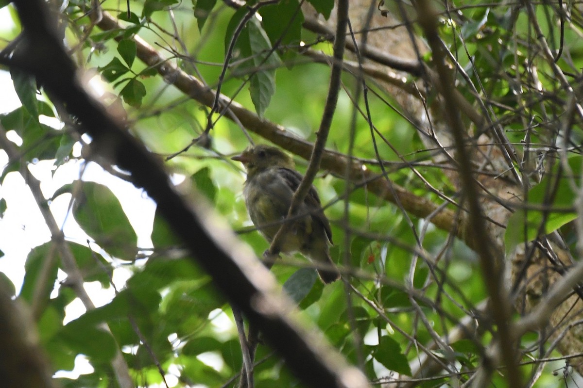 Red-capped Manakin - ML478517931