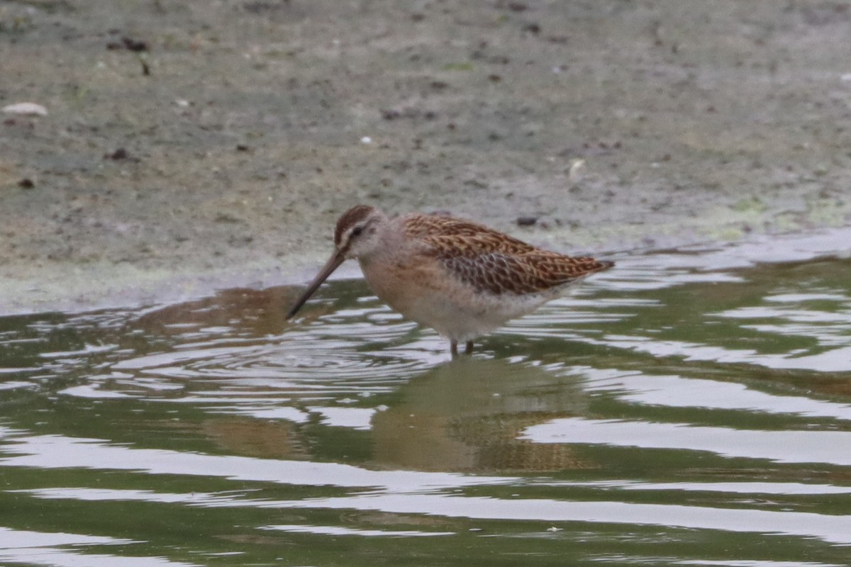 Short-billed Dowitcher - Stan Fairchild