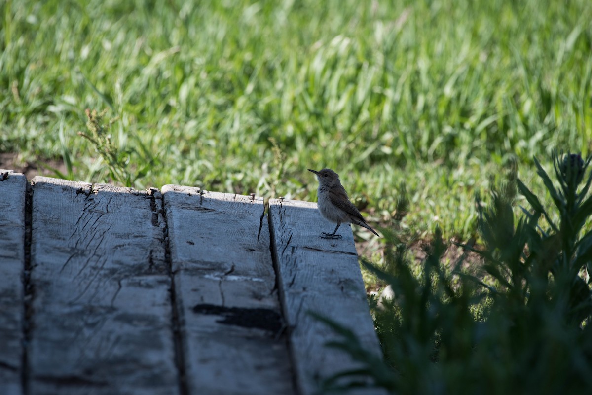 Rock Wren - ML47851841