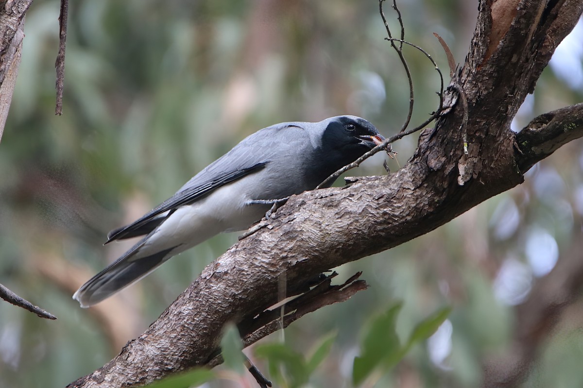 Black-faced Cuckooshrike - ML478519671