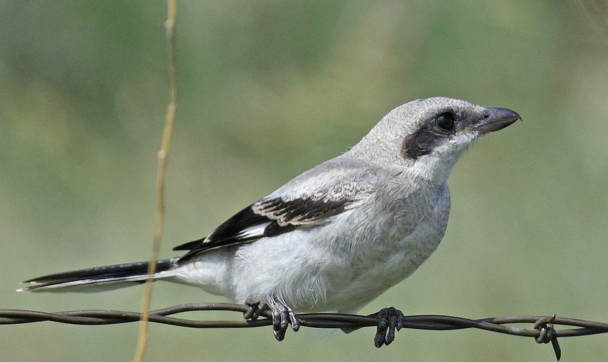 Loggerhead Shrike - ML478520501