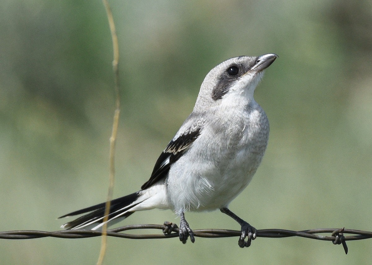 Loggerhead Shrike - ML478520521