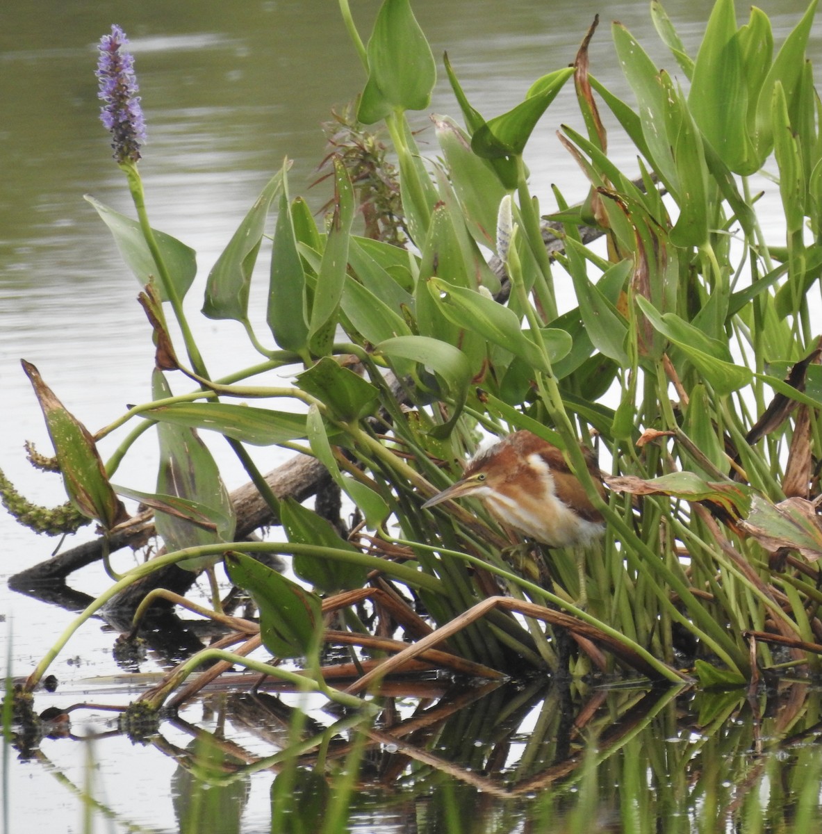 Least Bittern - ML478521671