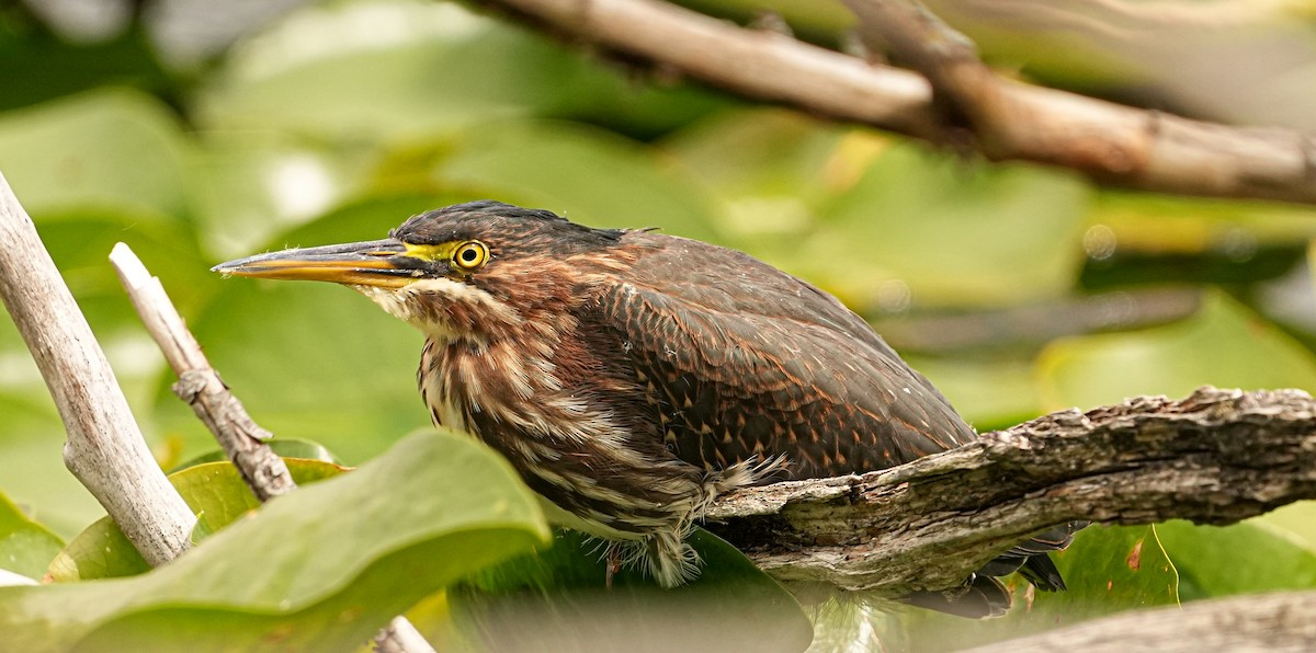 Green Heron - ML478521681