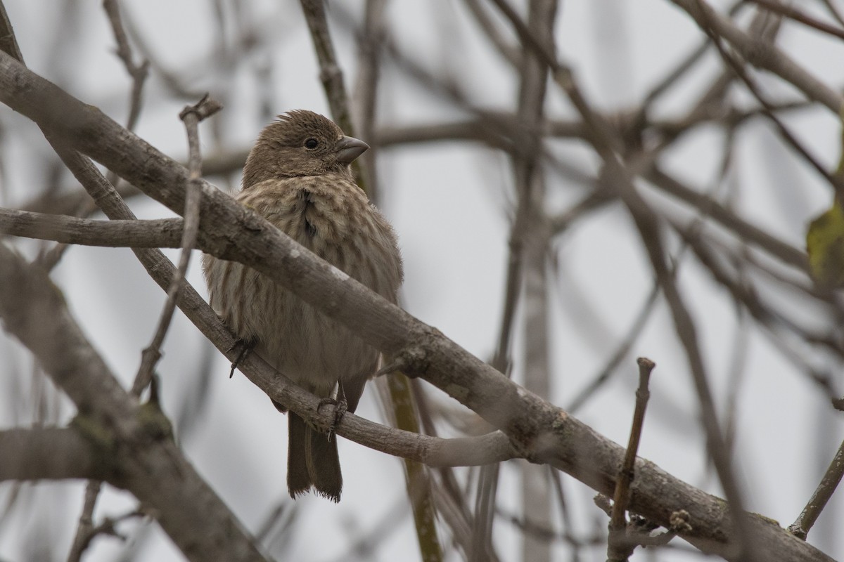 House Finch - ML47852481