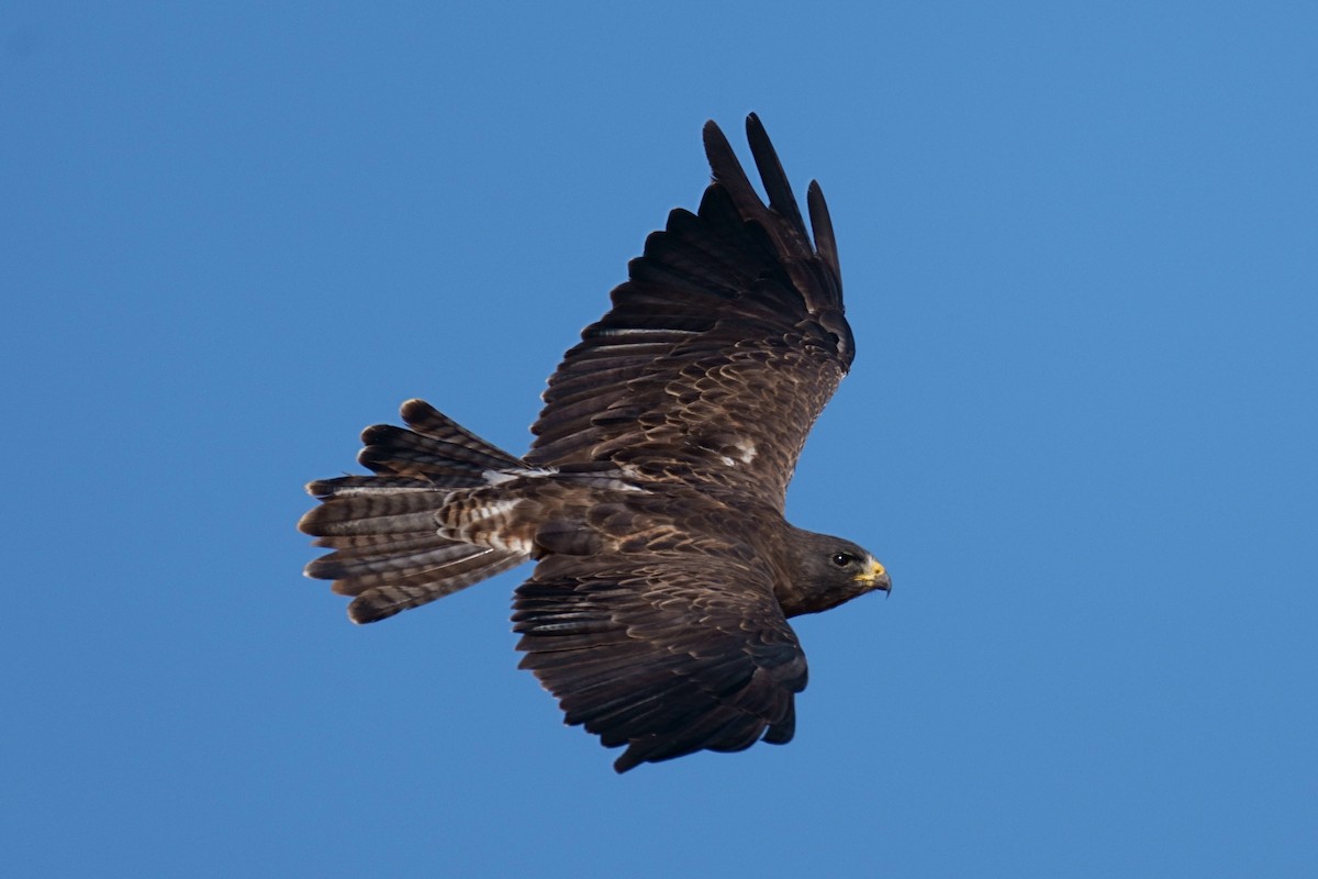 Swainson's Hawk - ML478528051