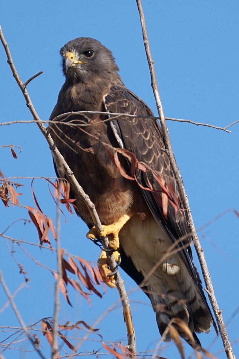 Swainson's Hawk - ML478528061