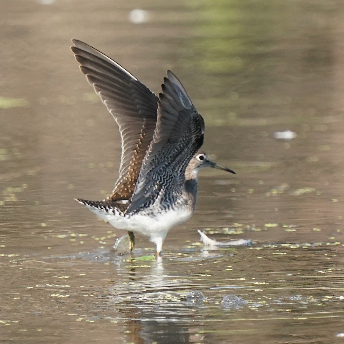 Solitary Sandpiper - Marc Whitehead