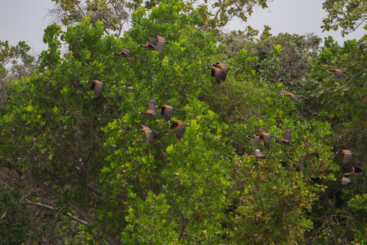 White-faced Whistling-Duck - Cullen Hanks