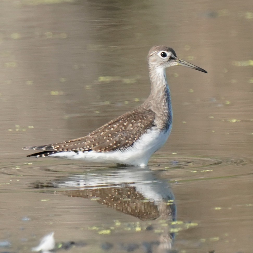 Solitary Sandpiper - ML478529911