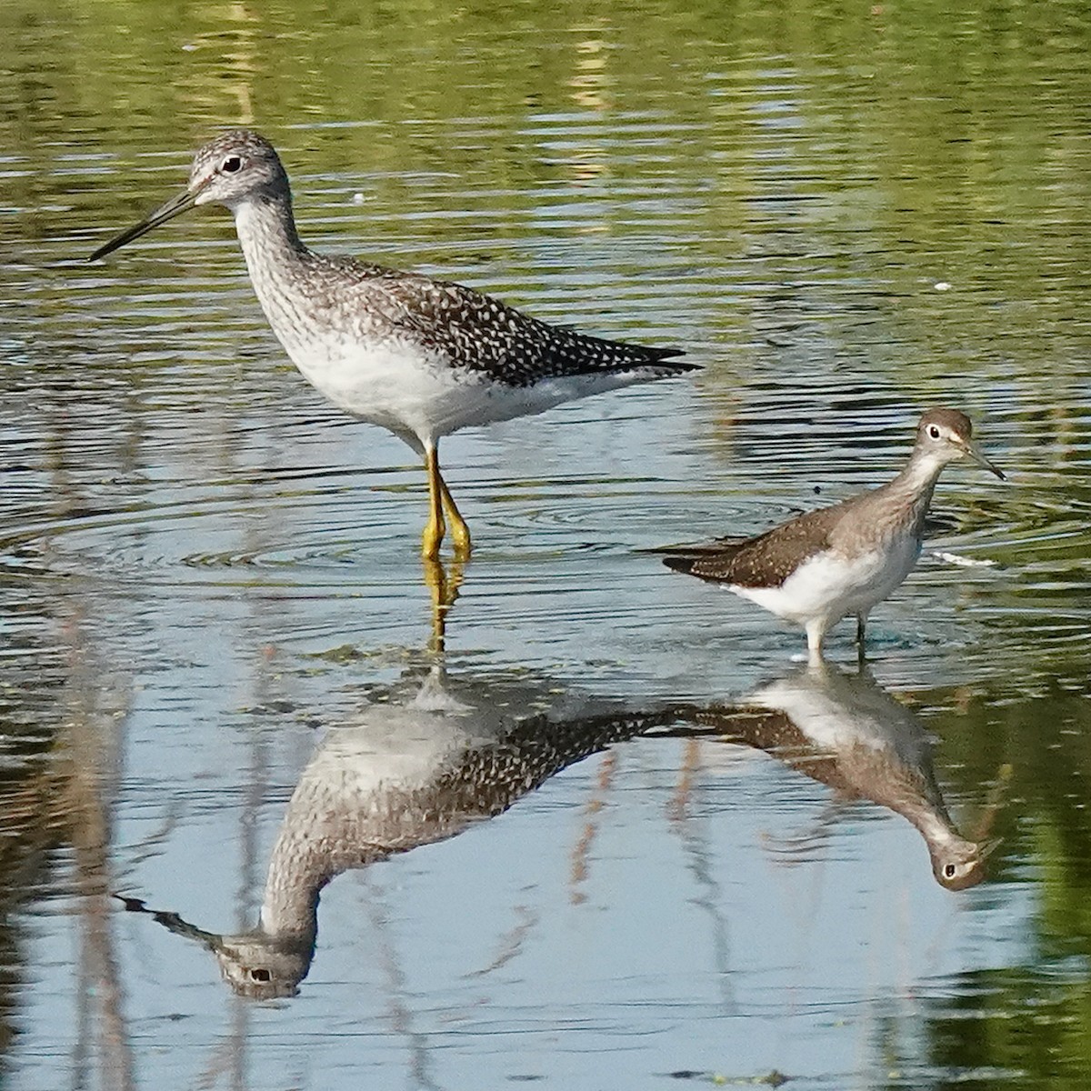 Greater Yellowlegs - Marc Whitehead