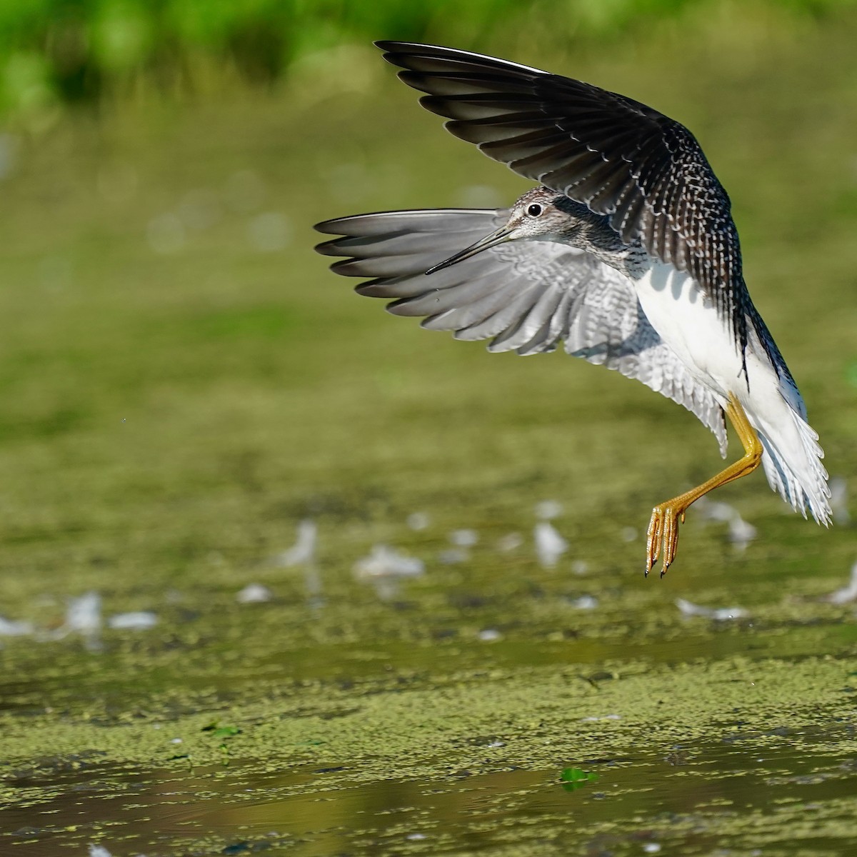 Greater Yellowlegs - Marc Whitehead