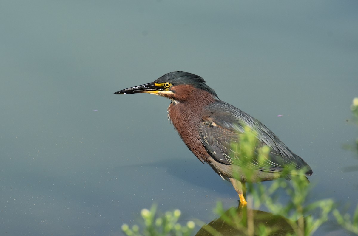 Green Heron - Shirley Rushforth Guinn