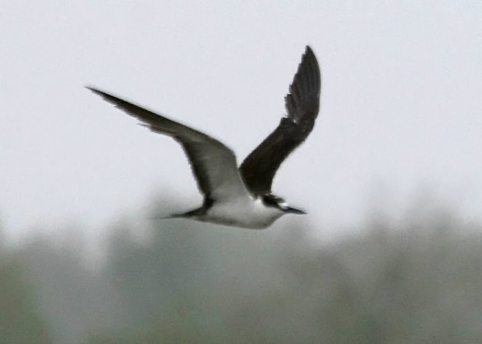 Sooty Tern - ML478531321