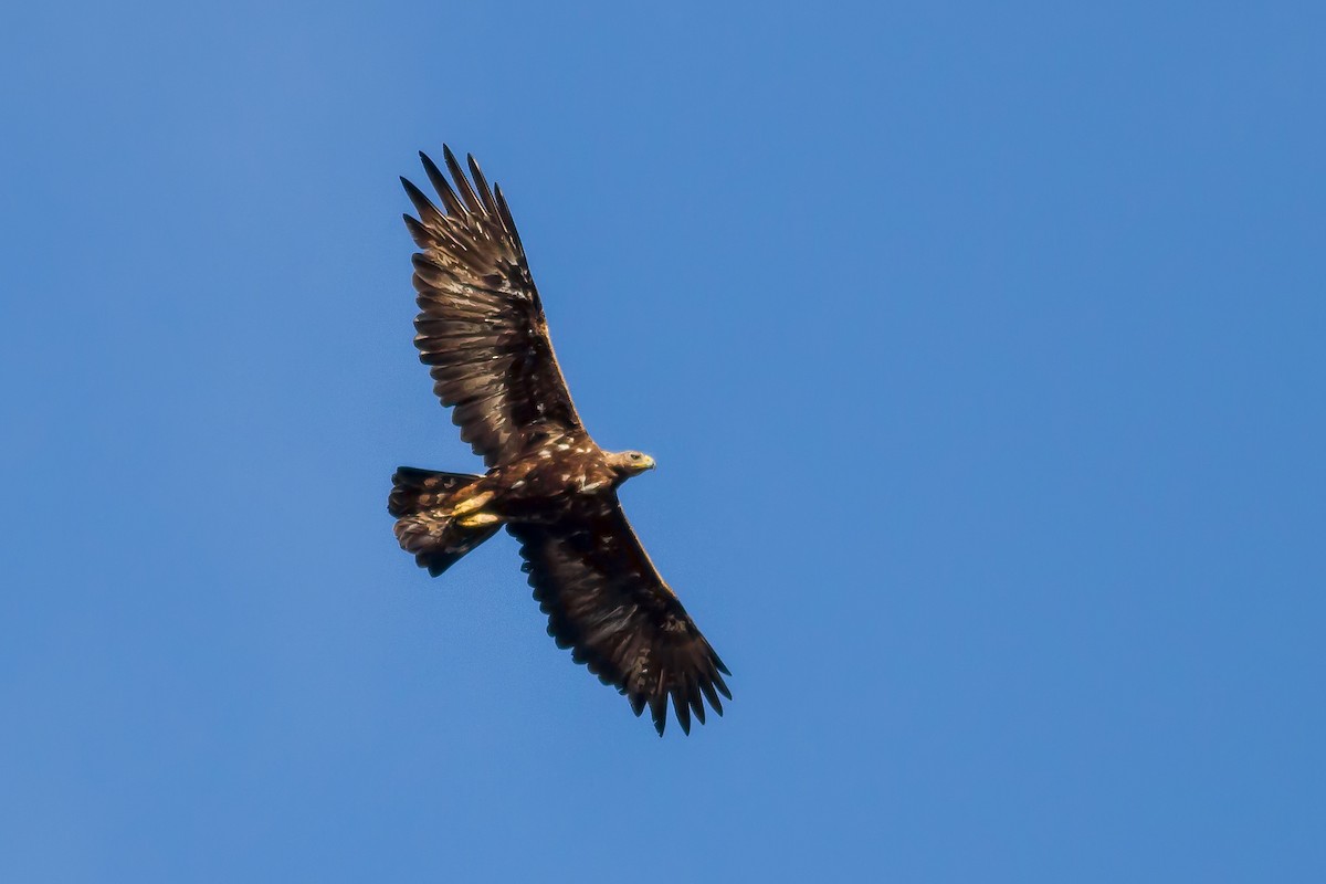 Golden Eagle - Rei Segali
