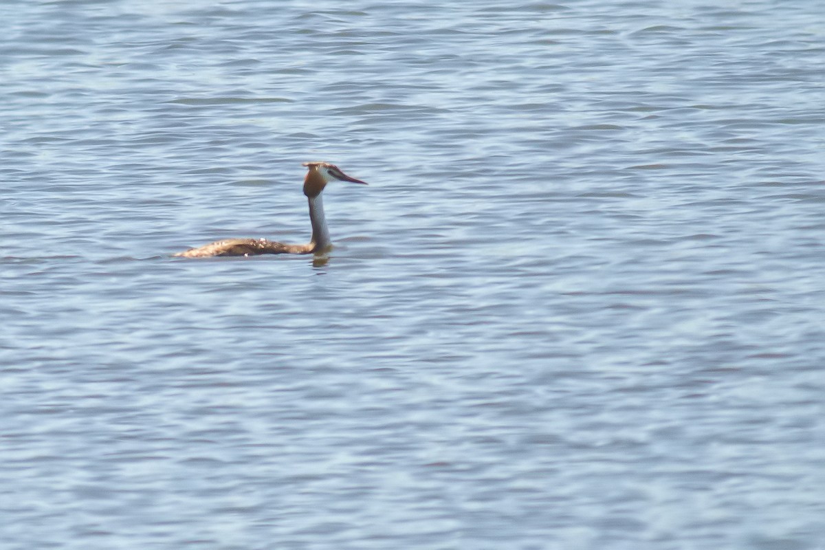 Great Crested Grebe - ML478533921