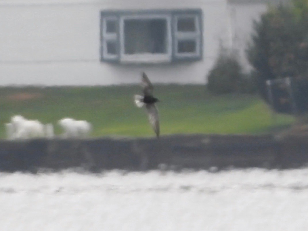 Black Tern (American) - ML478534241