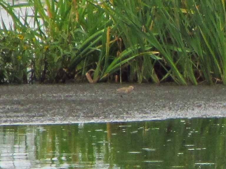 Baird's Sandpiper - ML478535031