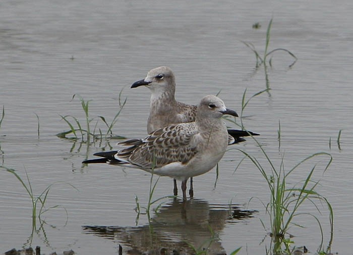 Laughing Gull - Red Slough WMA Survey