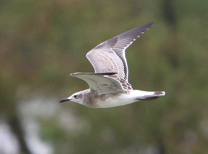 Laughing Gull - Red Slough WMA Survey