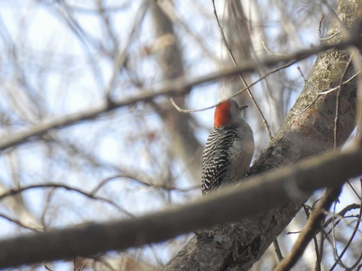 Red-bellied Woodpecker - ML47853571