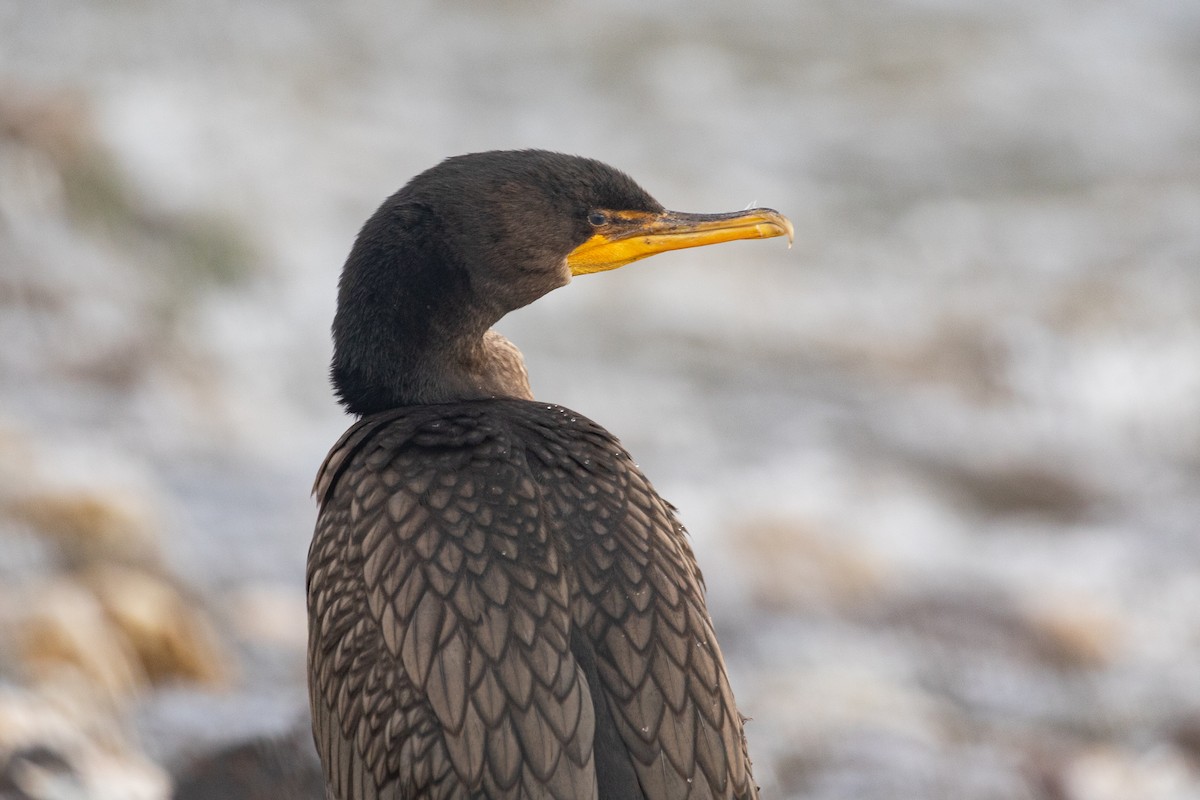 Double-crested Cormorant - Xiaoni Xu