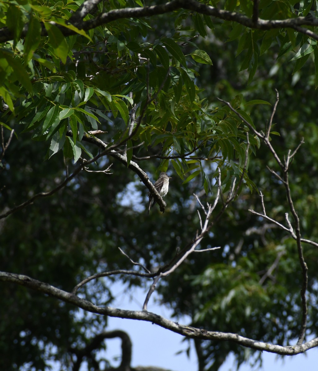 Eastern Wood-Pewee - Penguin Iceberg