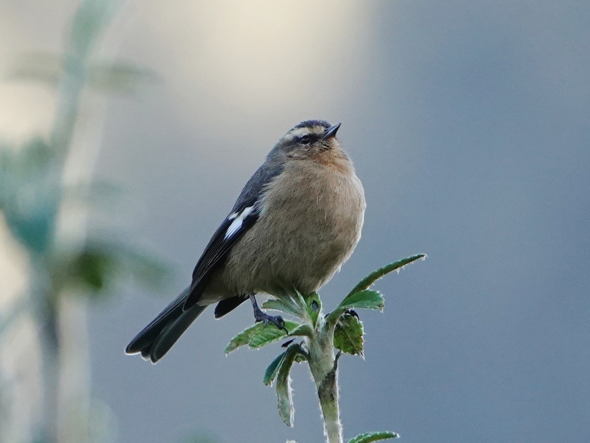 Cinereous Conebill - Barry Reed