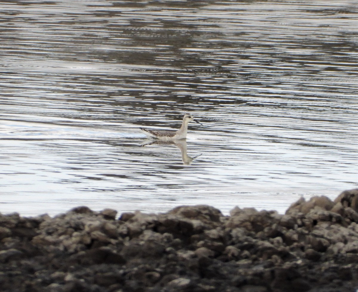 Falaropo Tricolor - ML478539961