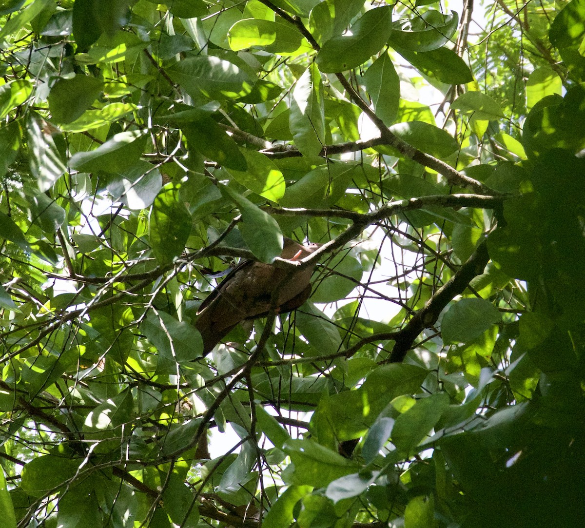 Short-billed Pigeon - ML478539991