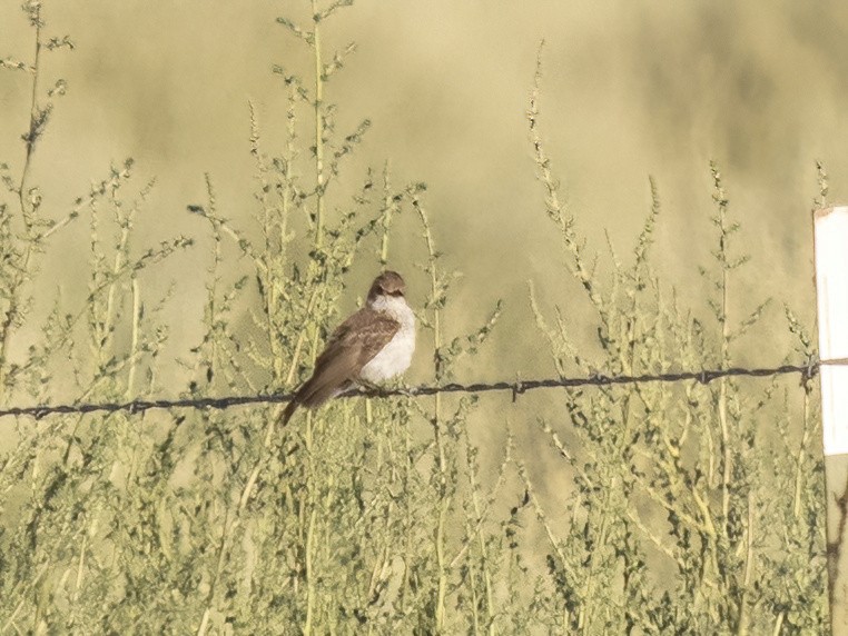 Vermilion Flycatcher - ML478540611