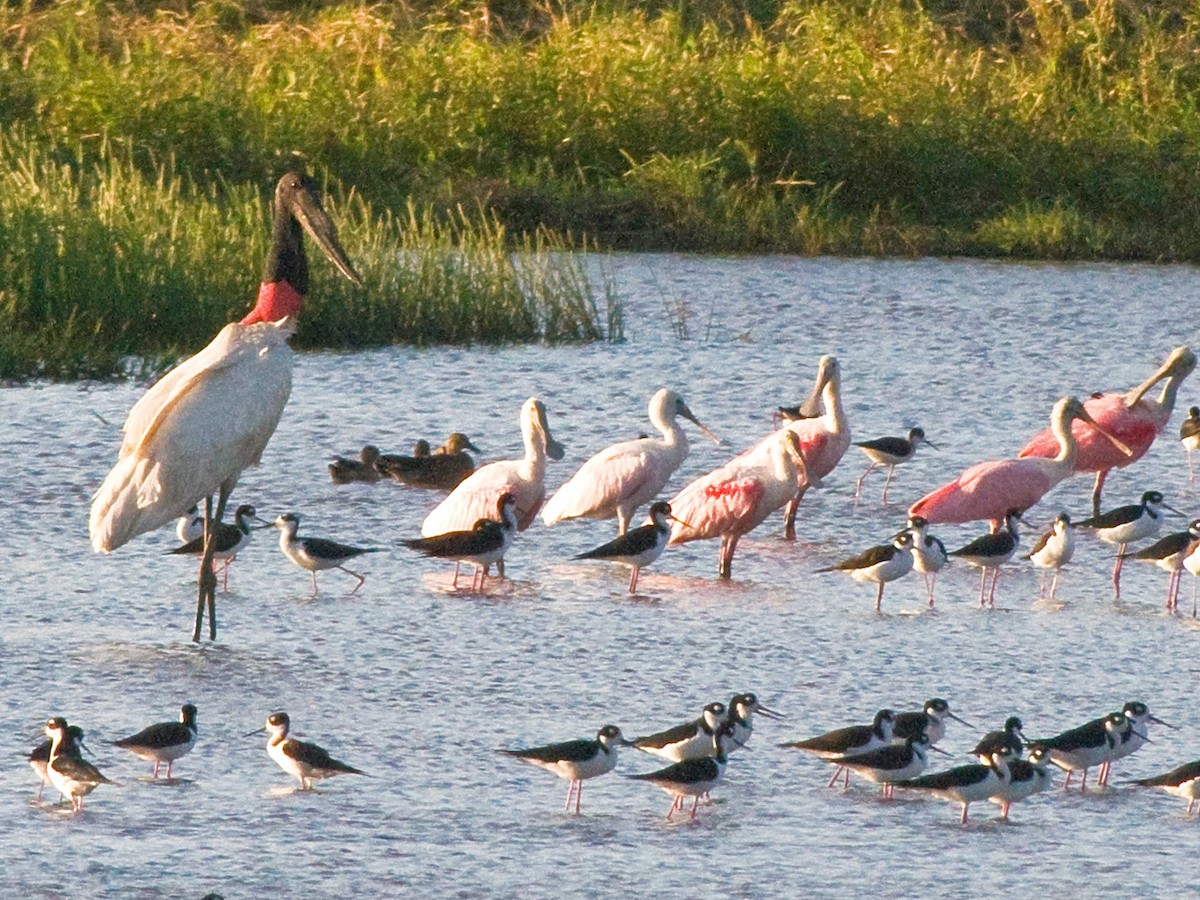 čáp jabiru - ML47854071