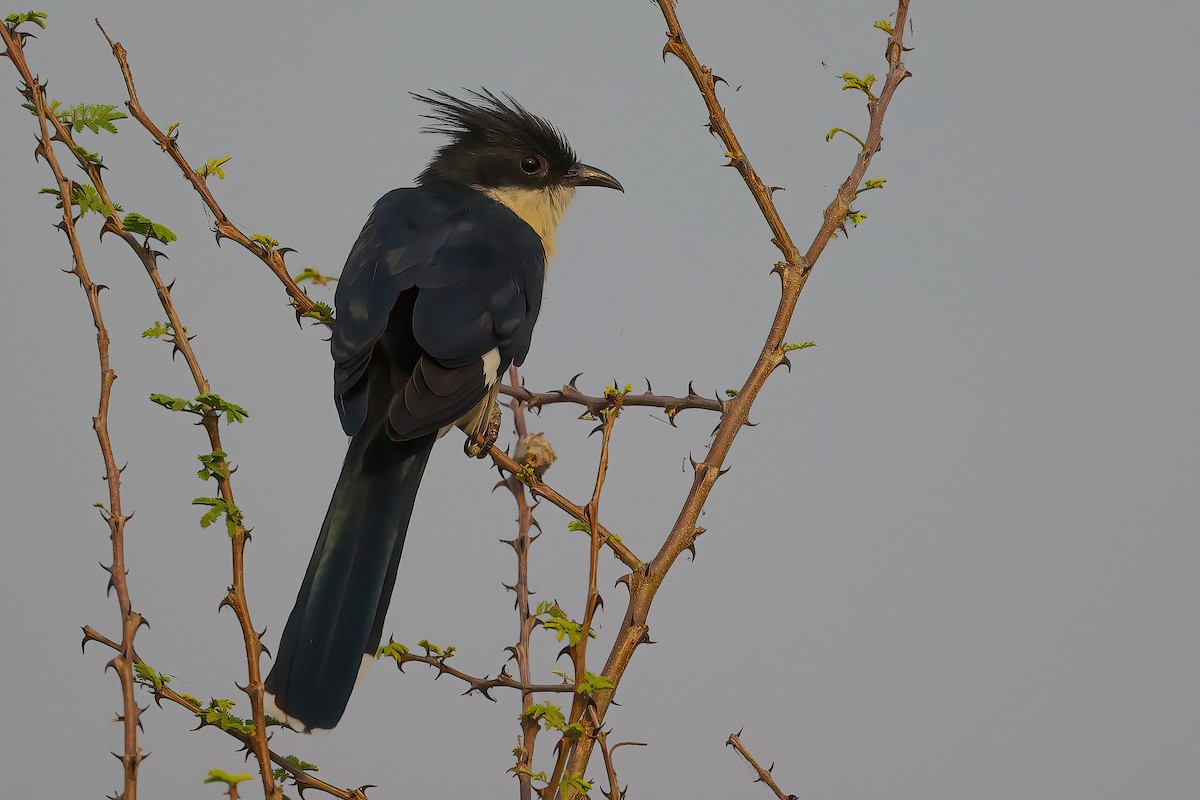 Pied Cuckoo - ML478542191