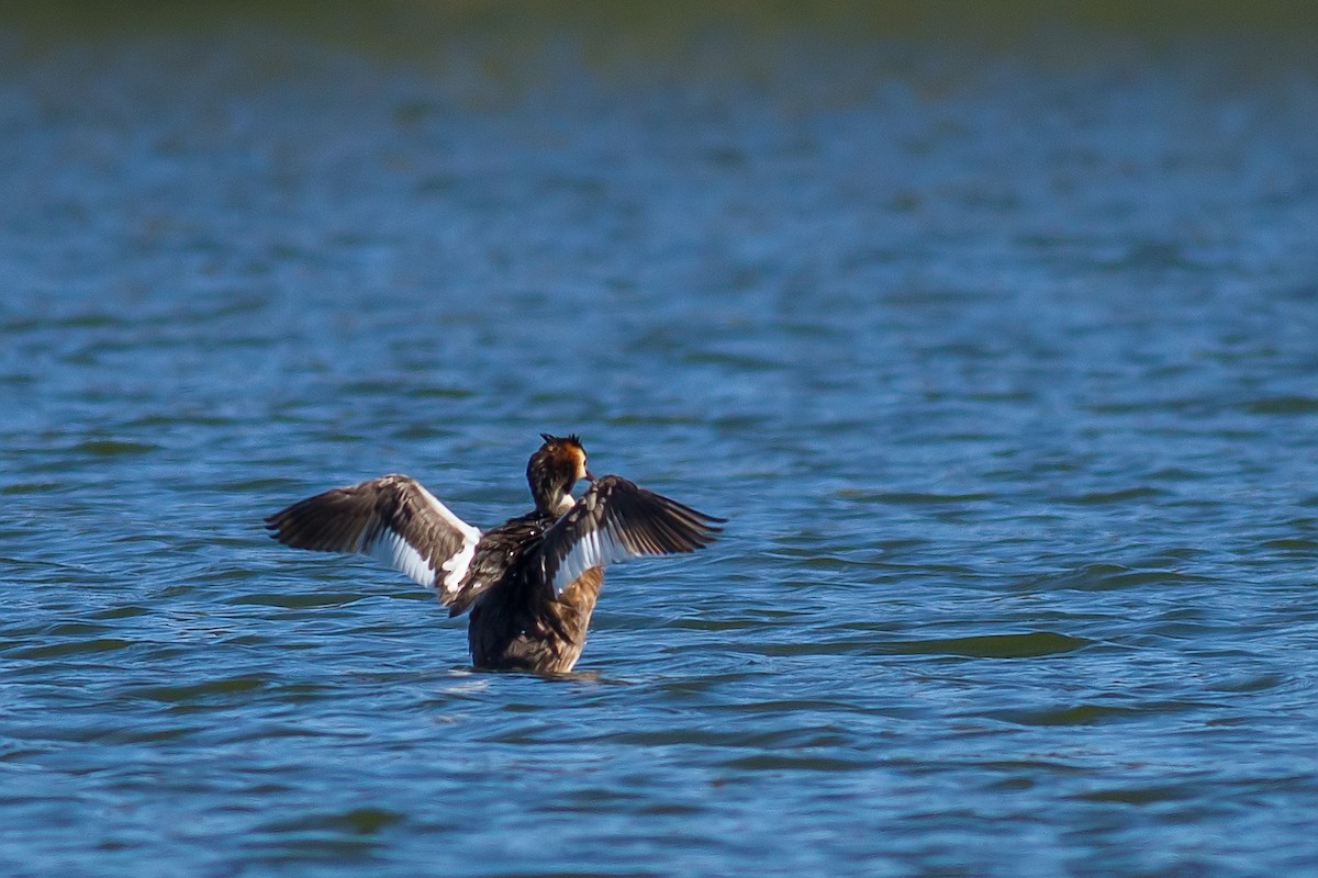 Great Crested Grebe - Rei Segali