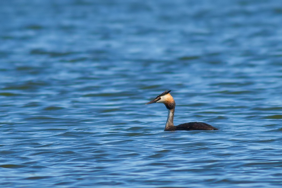 Great Crested Grebe - Rei Segali