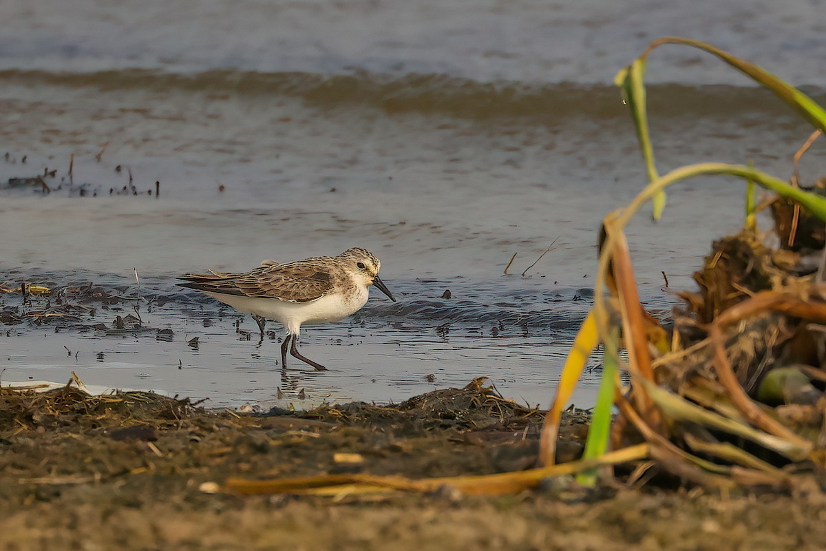 Little Stint - ML478542771