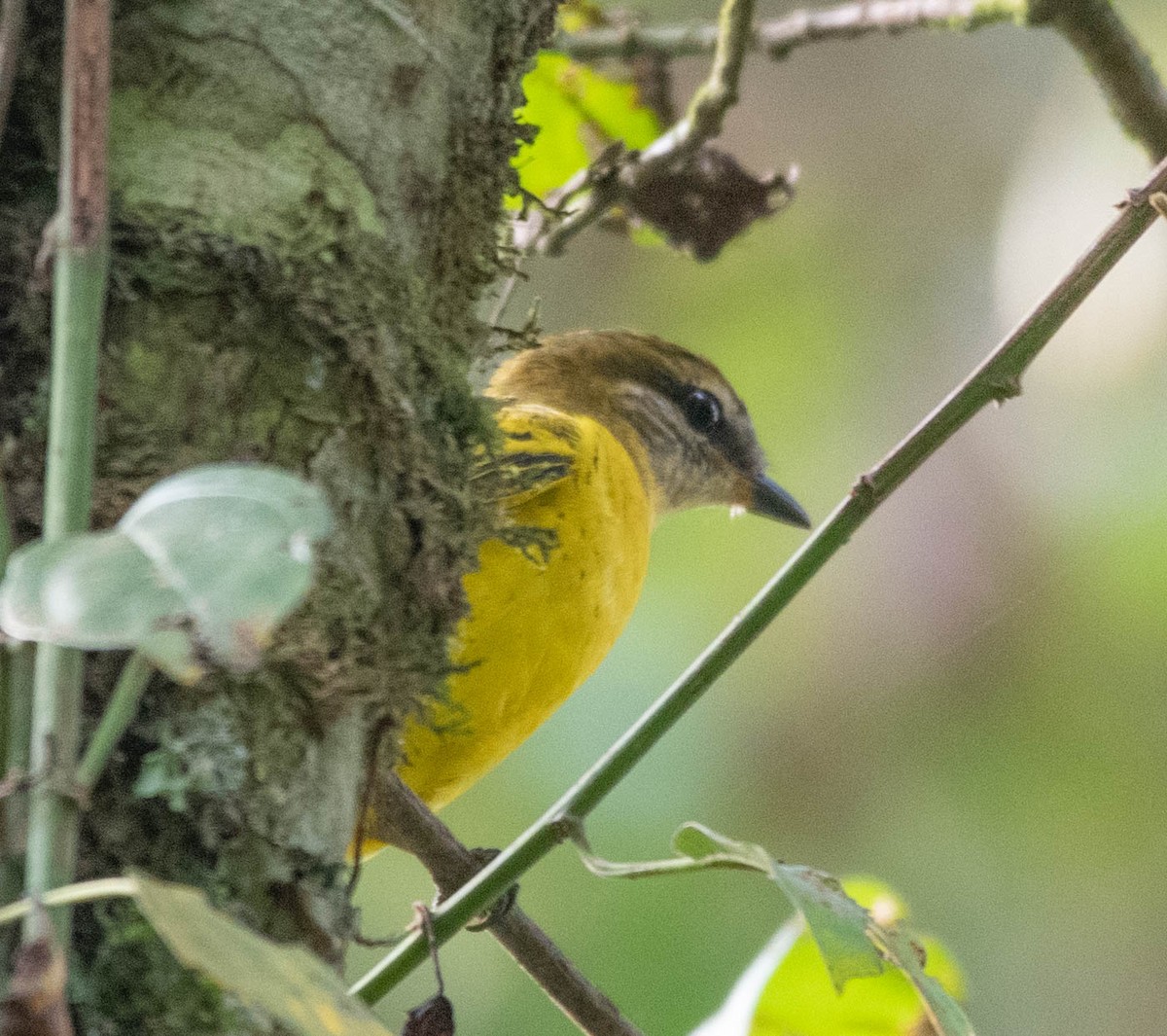 Purple-throated Cuckooshrike - ML478542821