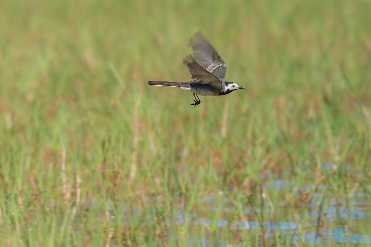 White Wagtail (White-faced) - ML478543171