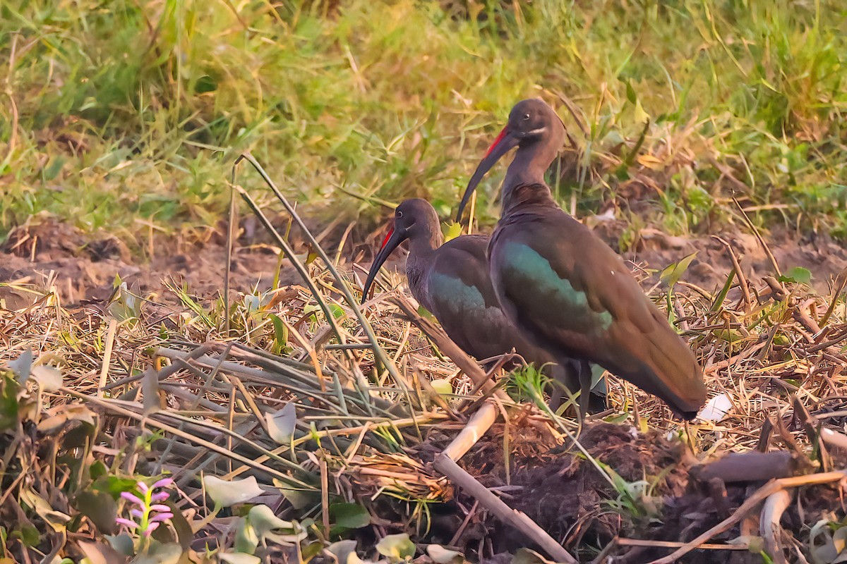 ibis hagedaš - ML478543261