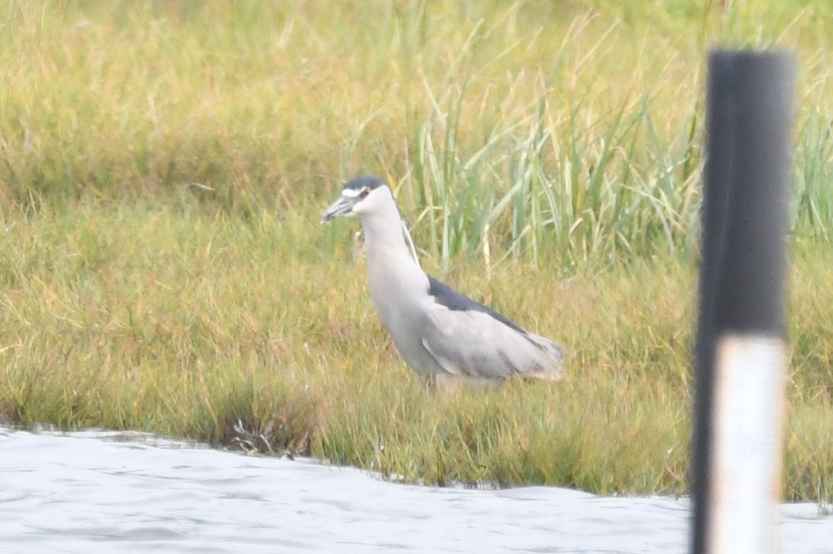 Bihoreau gris - ML47854351