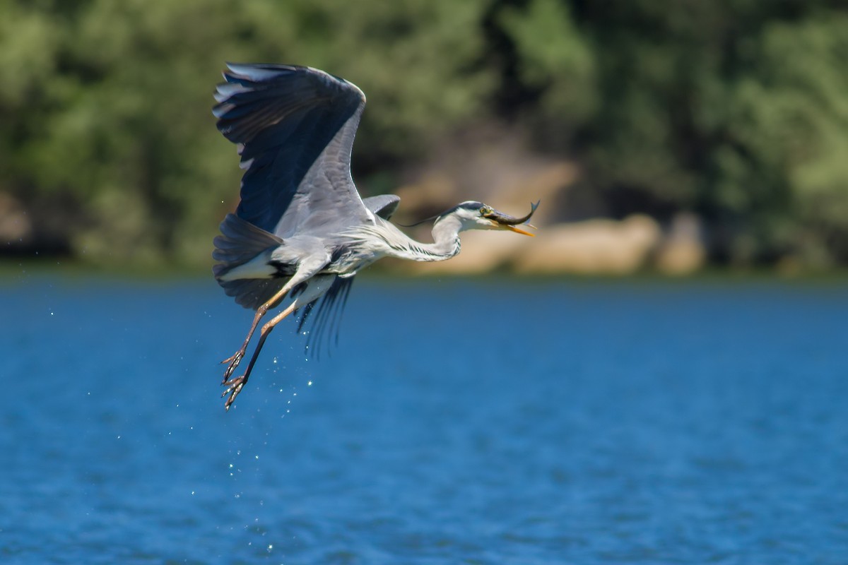 Gray Heron - Rei Segali