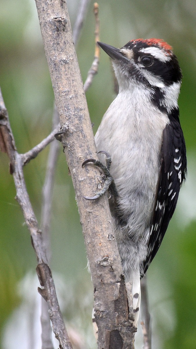 Downy Woodpecker (Eastern) - ML478544051