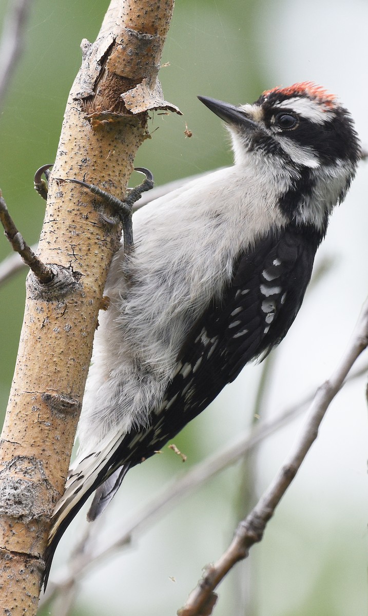 Downy Woodpecker (Eastern) - ML478544061