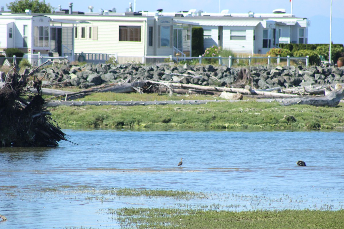 Long-billed Curlew - Curtis Rispin